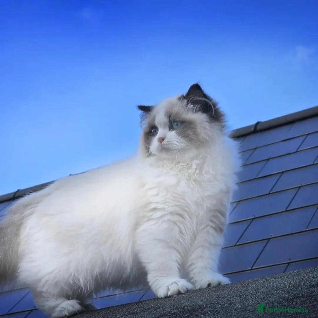 Ragdoll cats for sale: 2 beautiful Ragdoll kittens in High Wycombe - Advert 1