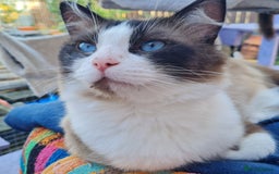 Ragdoll cats for sale: Male Ragdoll for sale  - Image 2