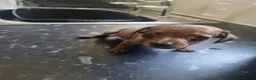Miniature Dachshund dogs for sale: Absolutely gorgeous mini mini sausage dog  - Advert 6