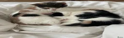 Mixed Breed cats for sale: 2 Female Cats in Leominster - Advert 3