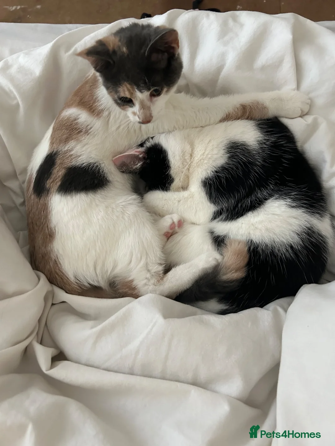 Mixed Breed cats for sale: 2 Female Cats in Leominster - Advert 3
