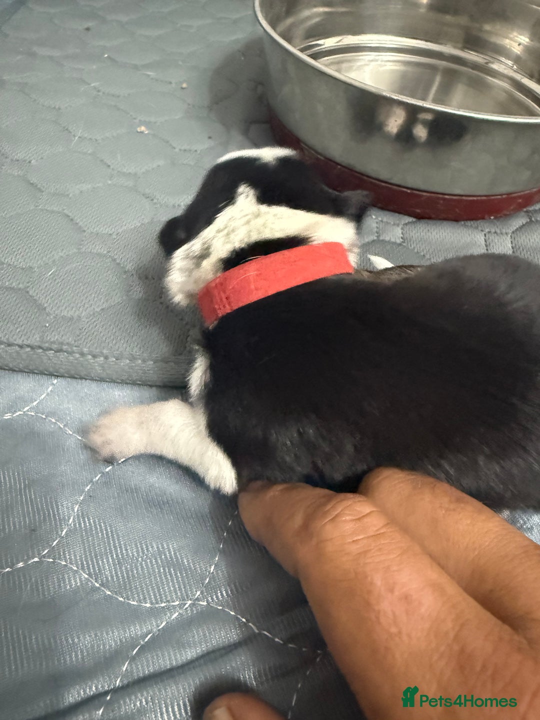 Border Collie dogs for sale: Border collie pups - Image 19