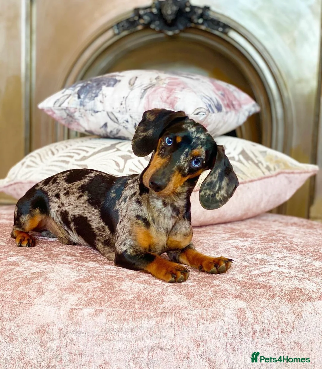 Miniature Dachshund dogs for stud: STUNNING SILVER DAPPLE STUD, PROVEN STUD  - Advert 2