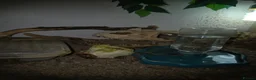 Gecko reptiles for sale: Leapord gecko in Wisbech - Advert 4