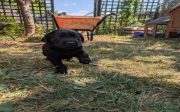 Labrador Retriever dogs for sale: Exceptional KC Labrador Puppies for Sale - Image 4