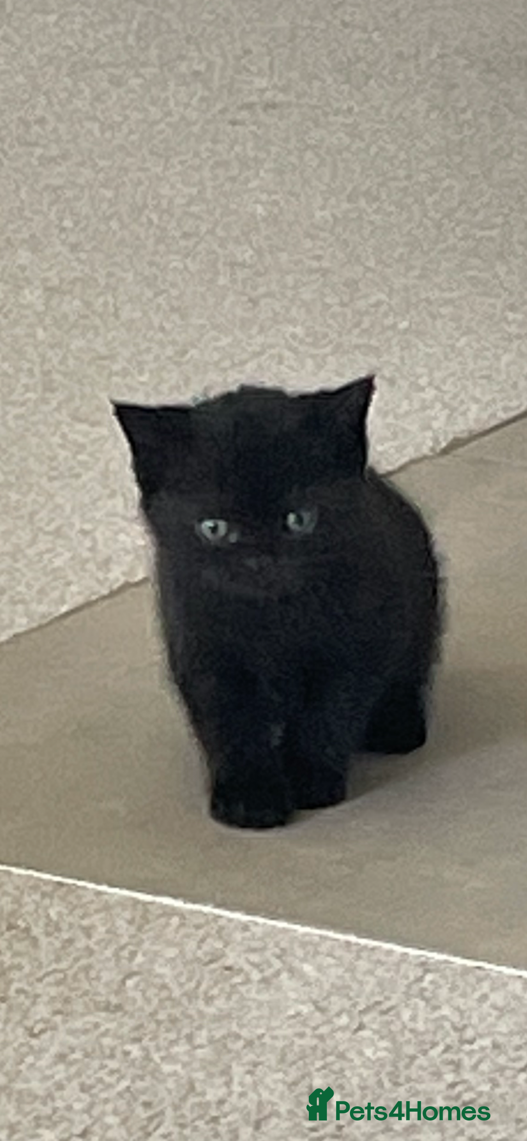 British Shorthair cats for sale: GCCF  black little girl remaining  - Image 1