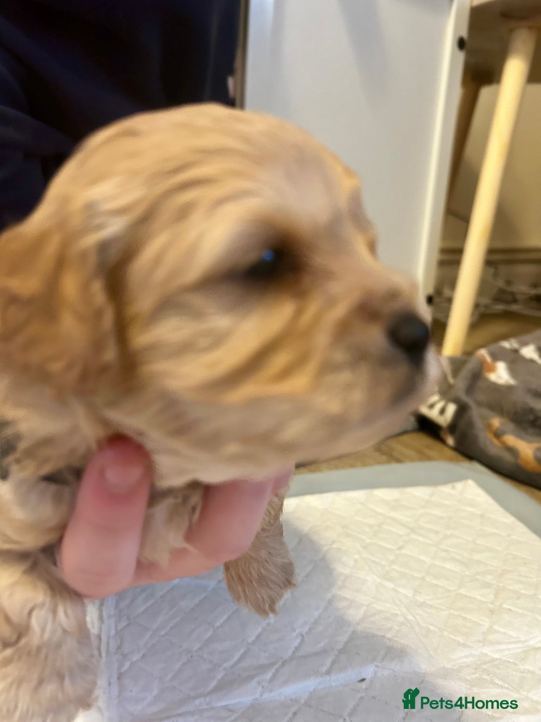 Cavapoochon dogs for sale: Cavapoochons 5 girls 2 boys - Advert 20