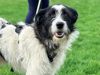 Mixed Breed dogs Meet Cora, currently residing in Essex - Advert 3