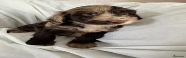 Cockapoo 6