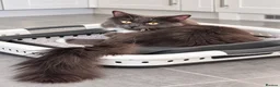 Persian cats for sale: Half Persian Kittens - Advert 20