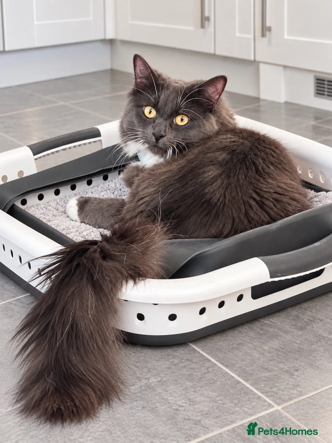 Persian cats for sale: Half Persian Kittens - Advert 20
