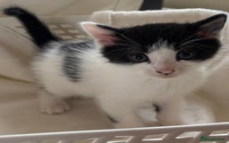 British Shorthair cats for sale: British Shorthair Kittens!  - Image 9
