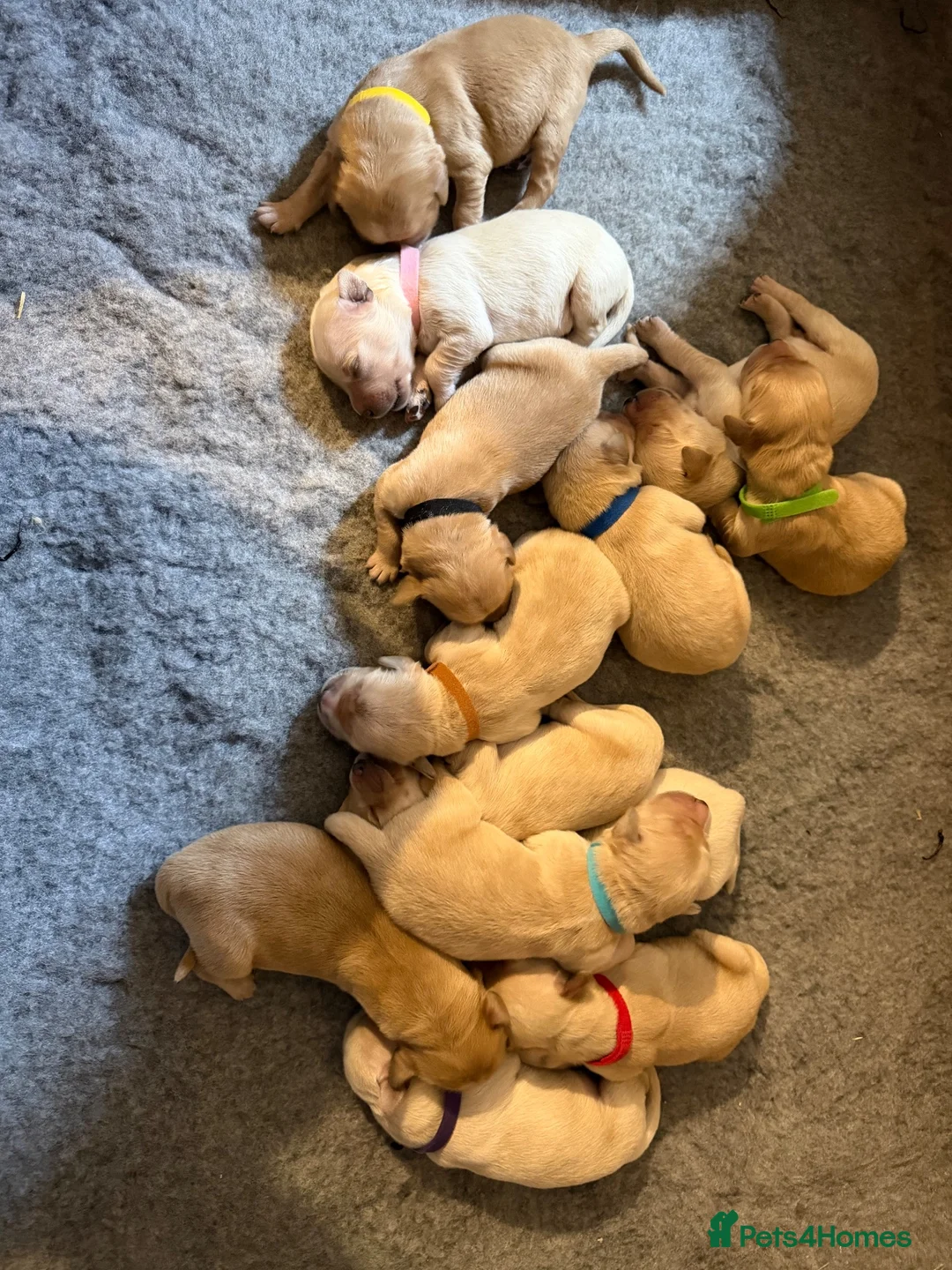 Golden Retriever dogs for sale: Exceptionally bred golden Retriever Puppies - Advert 16