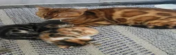 Mixed Breed cats for sale: Adorable Bengal x Shorthair Kittens  - Advert 4