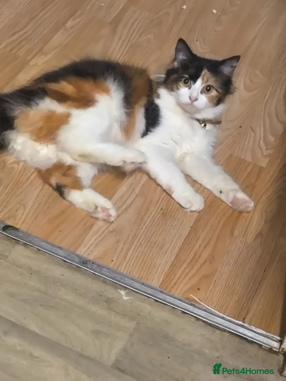 Mixed Breed cats for sale: Adorable White & Ginger Male Kitten for Sale - Advert 1