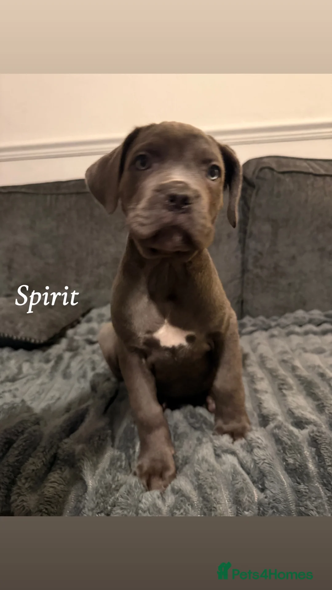 Cane Corso dogs for sale: Blue/lilac cane corsos  - Advert 9