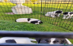 English Springer Spaniel dogs for sale: 3 male Springer Spaniel pups KC Reg and Pedigree - Image 13