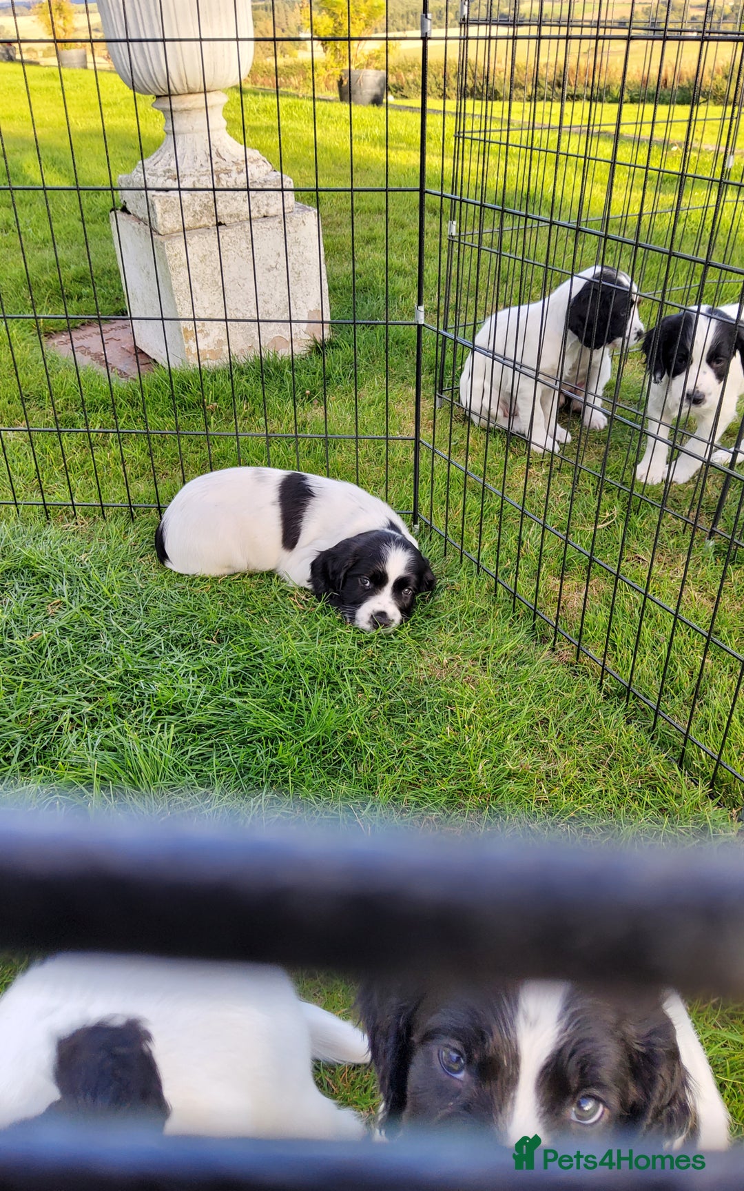 English Springer Spaniel dogs for sale: 3 male Springer Spaniel pups KC Reg and Pedigree - Image 13