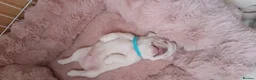 French Bulldog dogs for sale: Last pup/Pure bred French bulldog puppies for sale - Advert 22