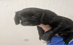 Cocker Spaniel dogs for sale: Only 3 beautiful kc working cocker spaniels left  - Advert 9