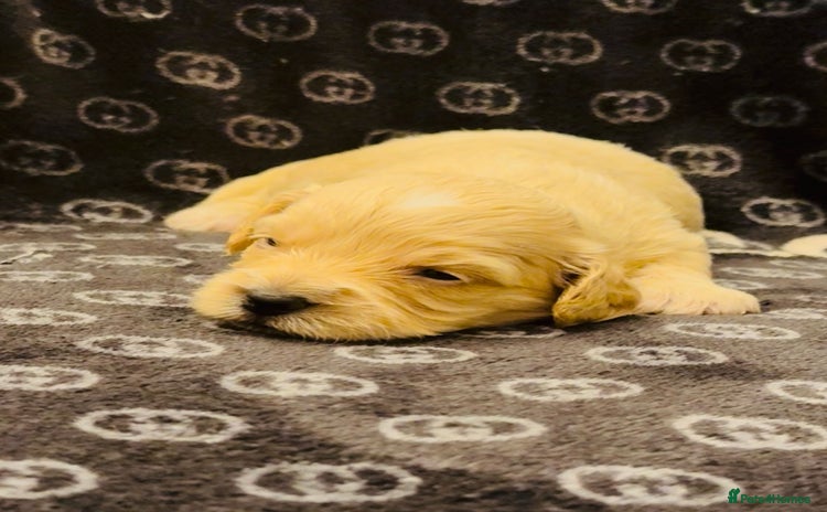 Shihpoo dogs - Advert 1