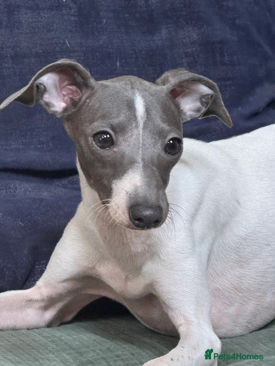 Italian Greyhound dogs for sale: Outstanding FEMALE LEFT REDUCED  - Advert 1