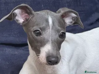 Italian Greyhound dogs Outstanding repeat mating litter ONE FEMALE LEFT - Advert 1