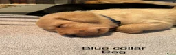 Labrador Retriever dogs for sale: Labrador puppies - Advert 9