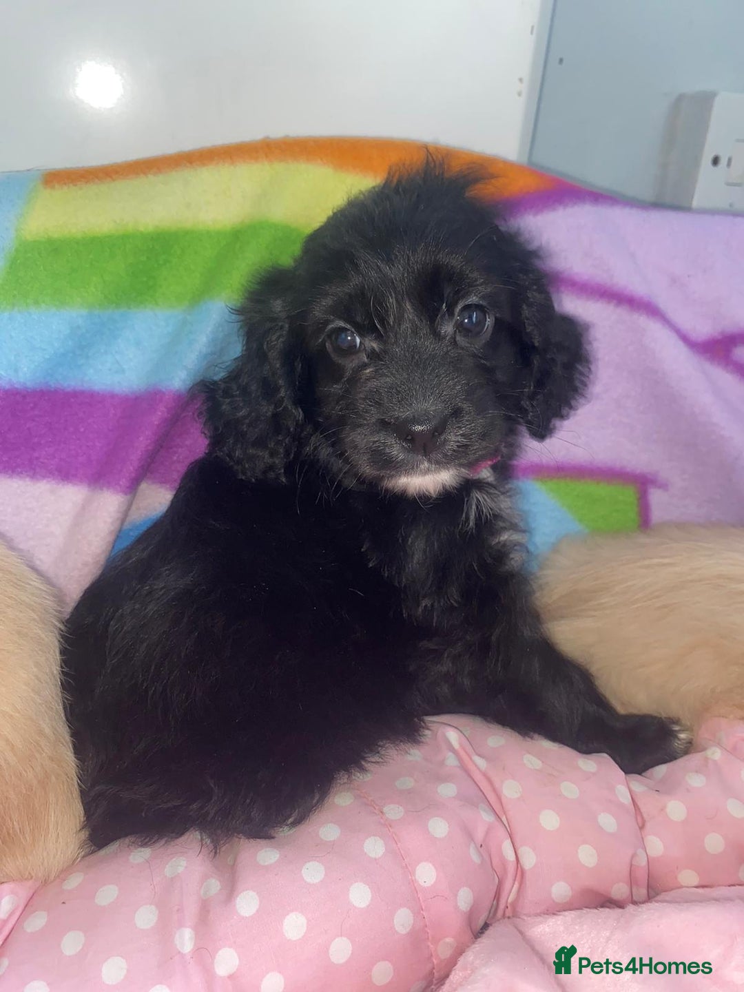 Cockapoo dogs for sale: Cockerpoo for sale  - Advert 4