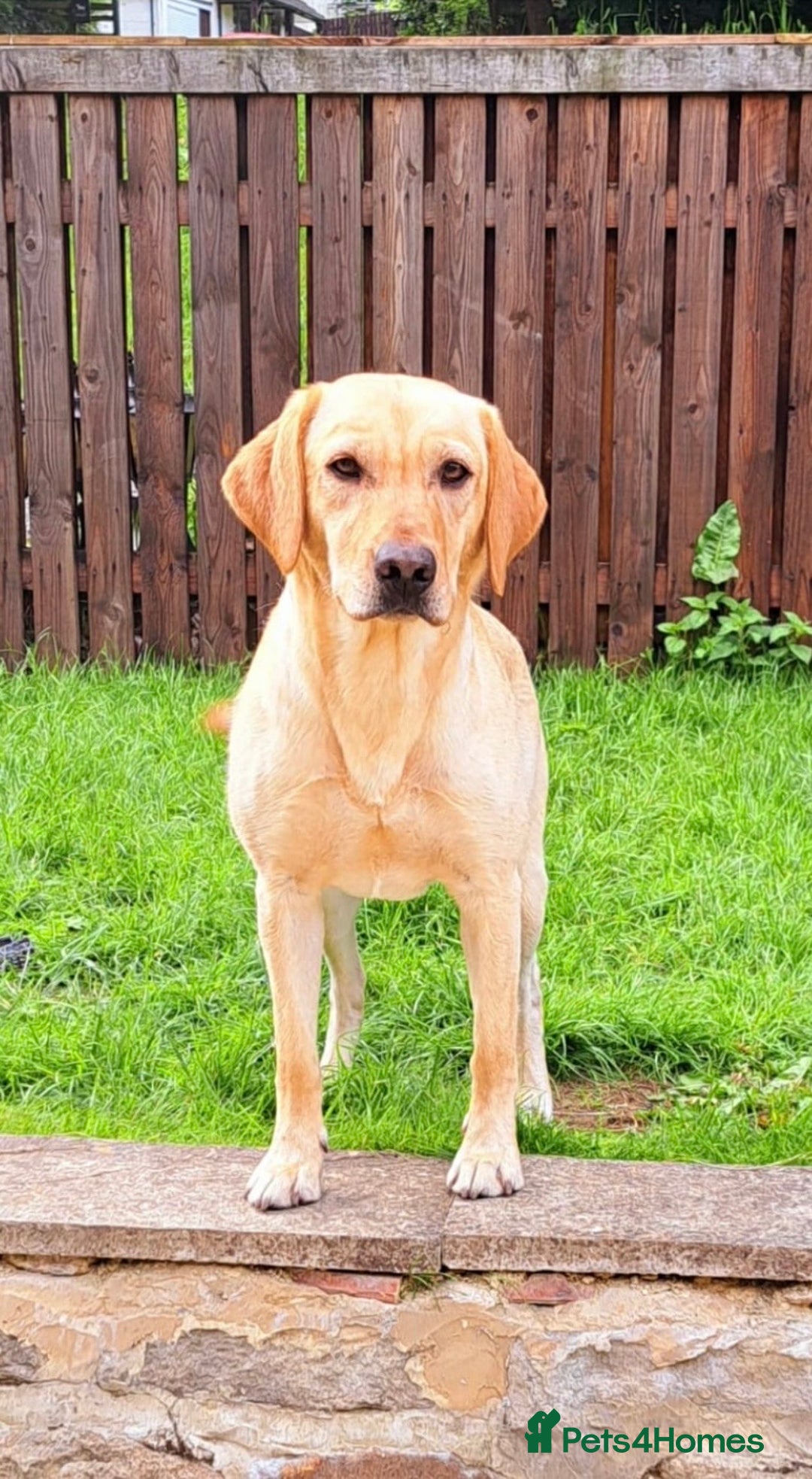 Labradoodle dogs for sale: Mr Miller Full Labradour Boy   - Advert 4
