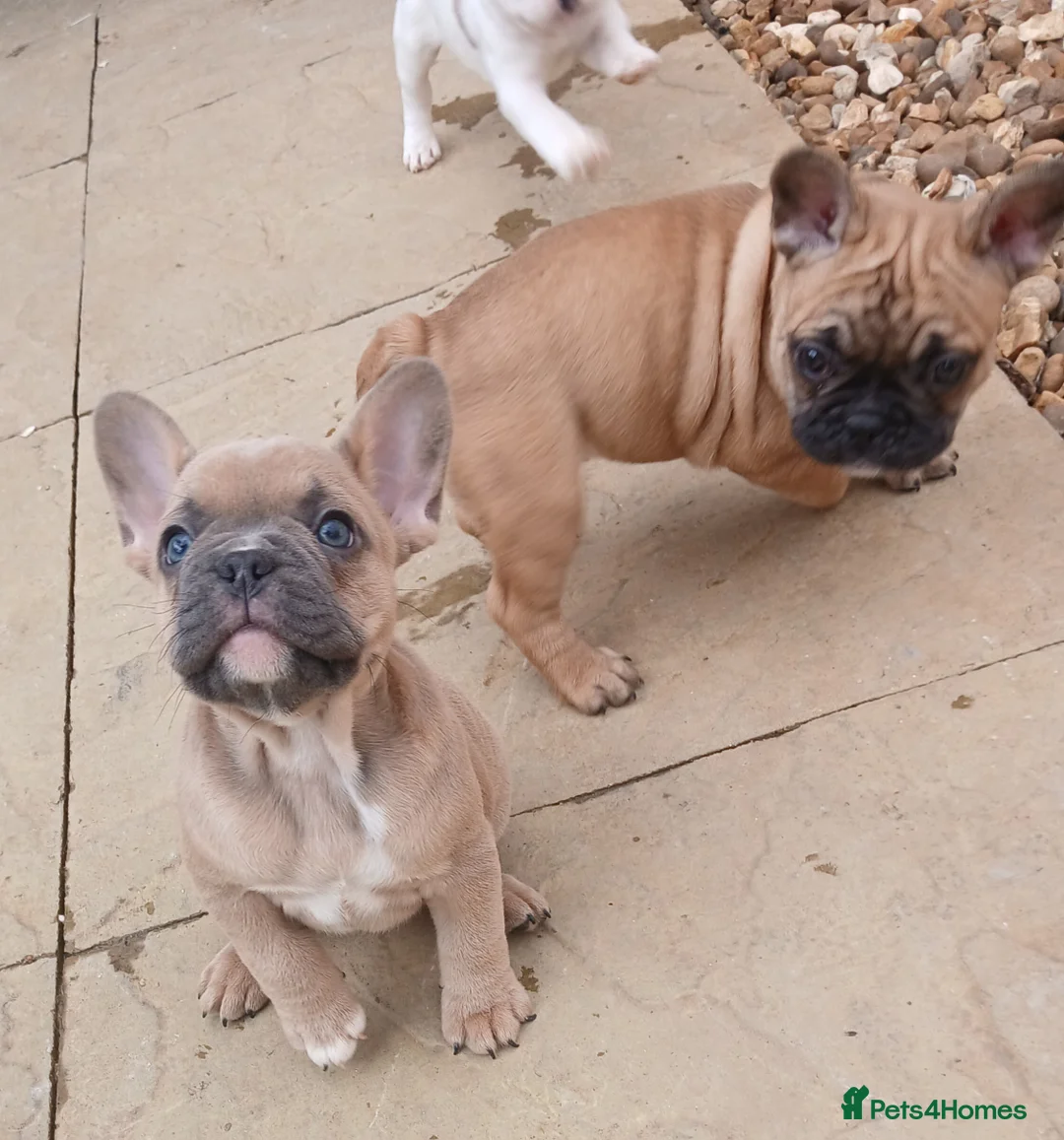 French Bulldog dogs for sale: 5 Beautiful French Bulldog looking for a new home in Wellingborough - Advert 3