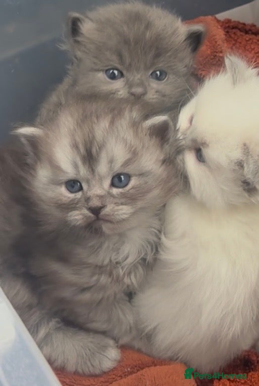 Perdoll cats PERDOLL (PERSIAN-RAGDOLL) KITTENS FOR SALE - Advert 14