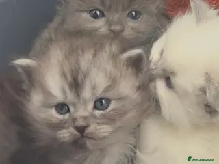 Perdoll cats PERDOLL (PERSIAN-RAGDOLL) KITTENS FOR SALE - Advert 14