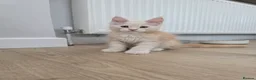 Maine Coon cats for sale: TICA Registered Maine Coon Kittens–Russian Line🐾 - Advert 18