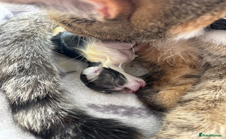 Mixed Breed cats - Advert 5