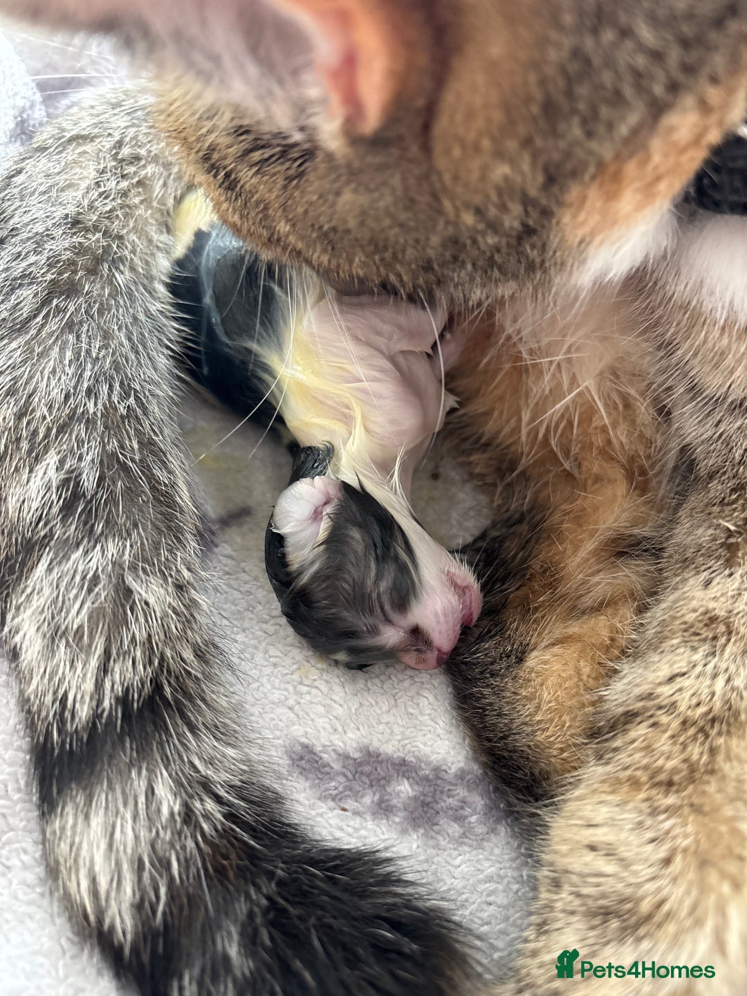 Mixed Breed cats for sale: Adorable kittens  - Image 1