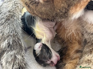 Mixed Breed cats - Advert 5