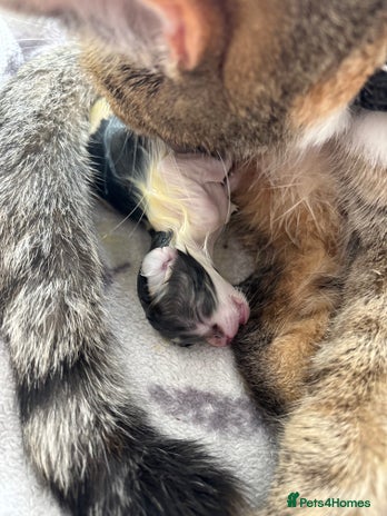 Mixed Breed cats - Advert 2