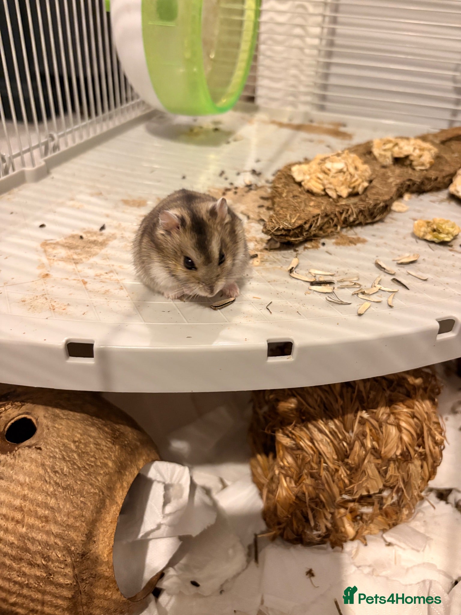 Hamster rodents Hamster and cage for sale  - Advert 16