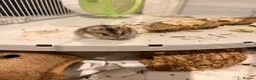 Hamster rodents for sale: Hamster and cage for sale  - Advert 1