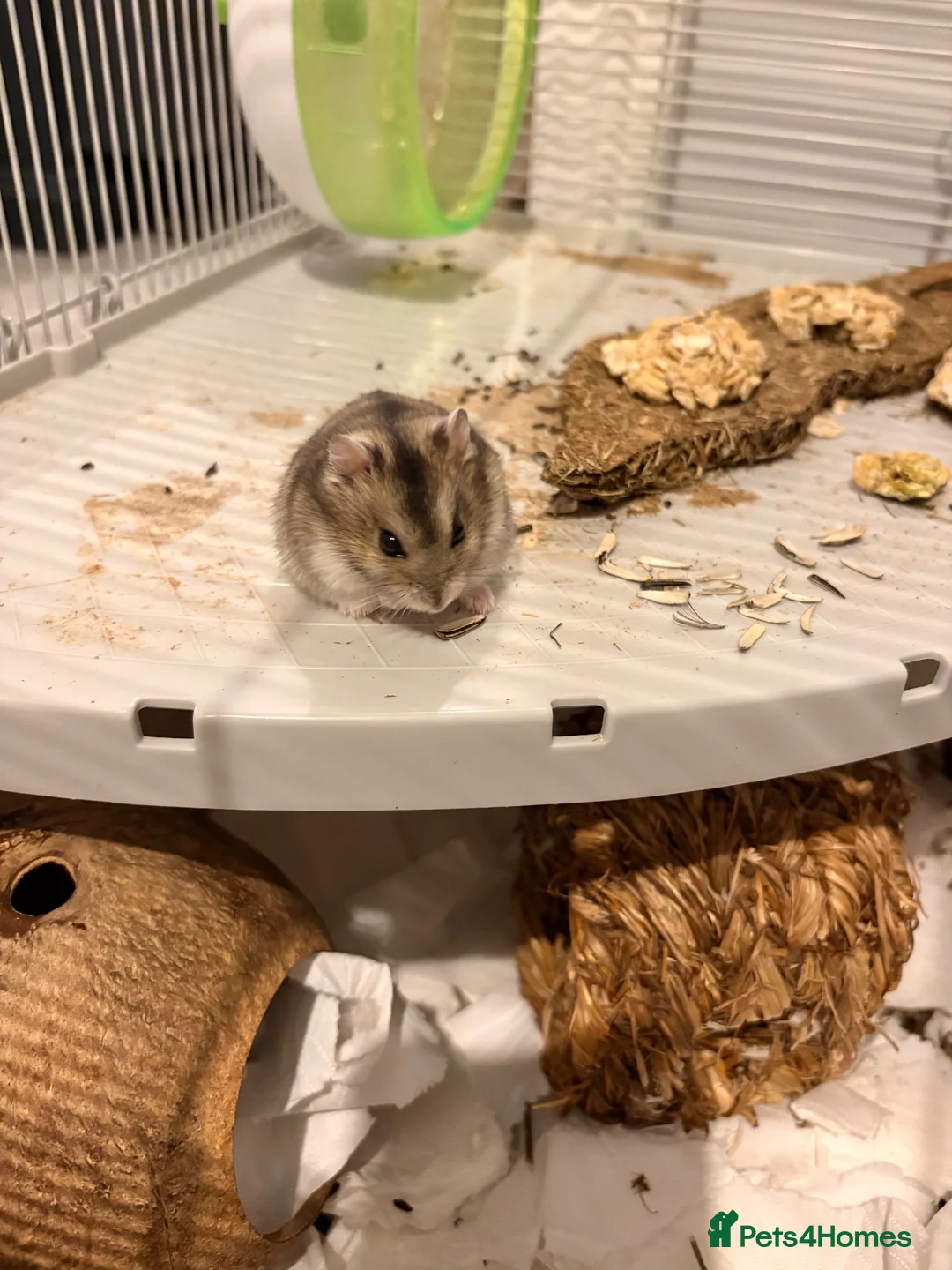 Hamster rodents for sale: Hamster and cage for sale  - Advert 1