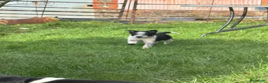 Border Collie Puppy 6
