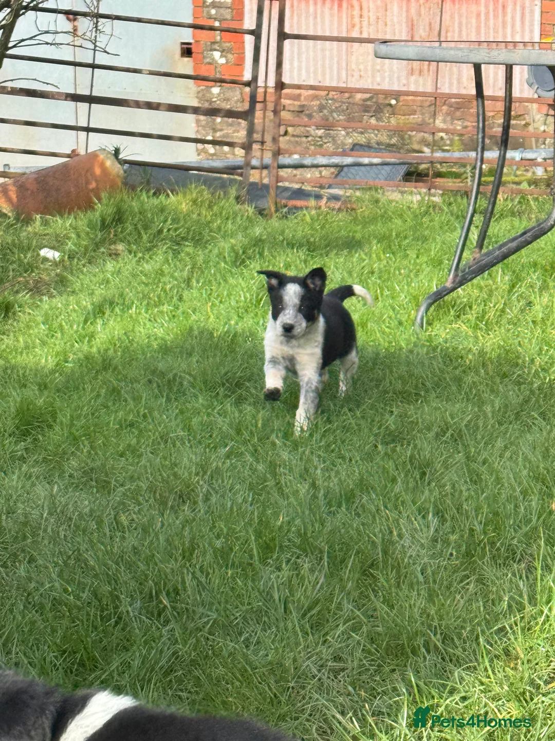 Border Collie dogs for sale: Border collie pups ready from 20th February  - Advert 2