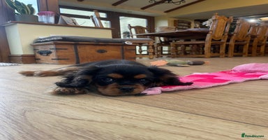 Cavalier King Charles Spaniel dogs Beautiful cavalier king charles puppy for sale - Advert 5