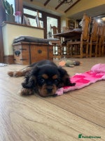 Cavalier King Charles Spaniel dogs Beautiful cavalier king charles puppy for sale - Advert 5