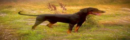 Dobermann dogs for sale: 4 EXCEPTIONALLY WELL BRED FEMALES ( REBEL X COLT) - Advert 3