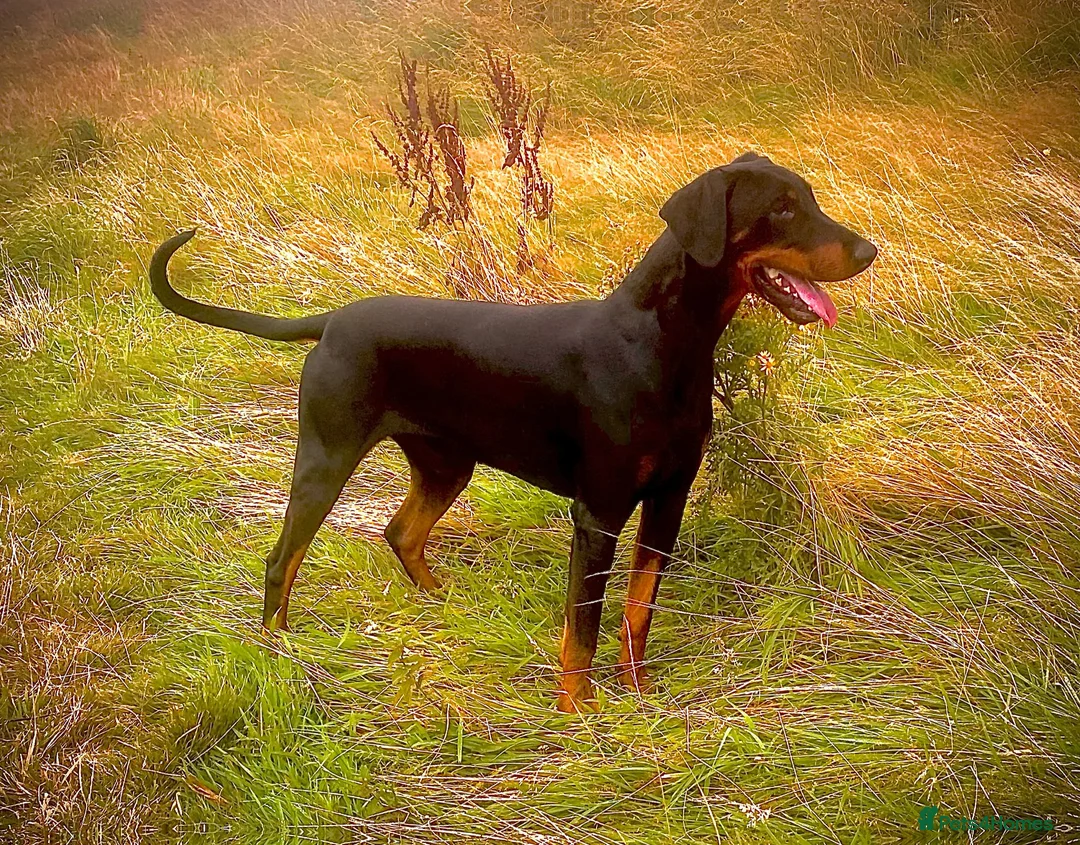 Dobermann dogs for sale: 4 EXCEPTIONALLY WELL BRED FEMALES ( REBEL X COLT) - Advert 3