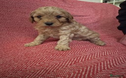 Cavapoo dogs for sale: Gorgeous F1 Cavapoo pups (1 male 1 female left)   - Image 6