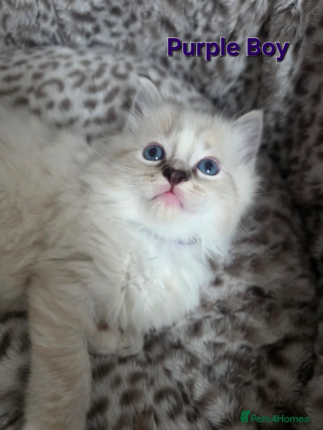 Ragdoll cats for sale: Stunning Ragdoll kittens - Advert 7