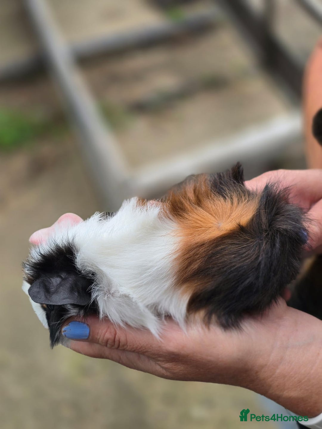 Guinea Pig rodents for sale: Baby Guinea pigs  - Image 5
